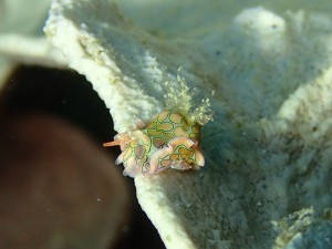 トウモンウミコチョウ